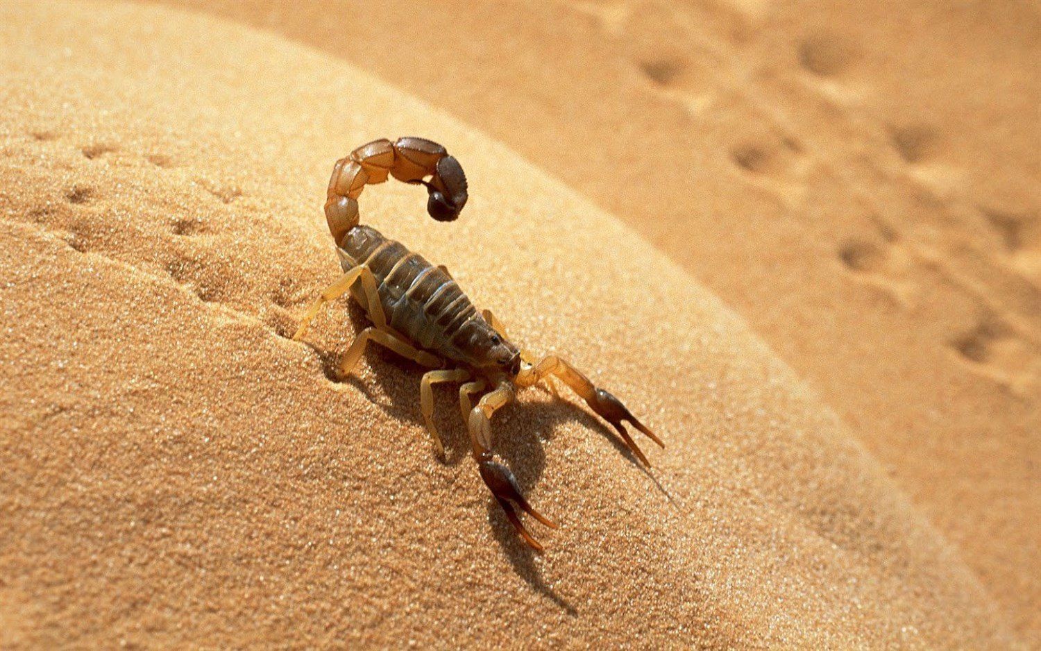 Bailes no skorpiona sapnī