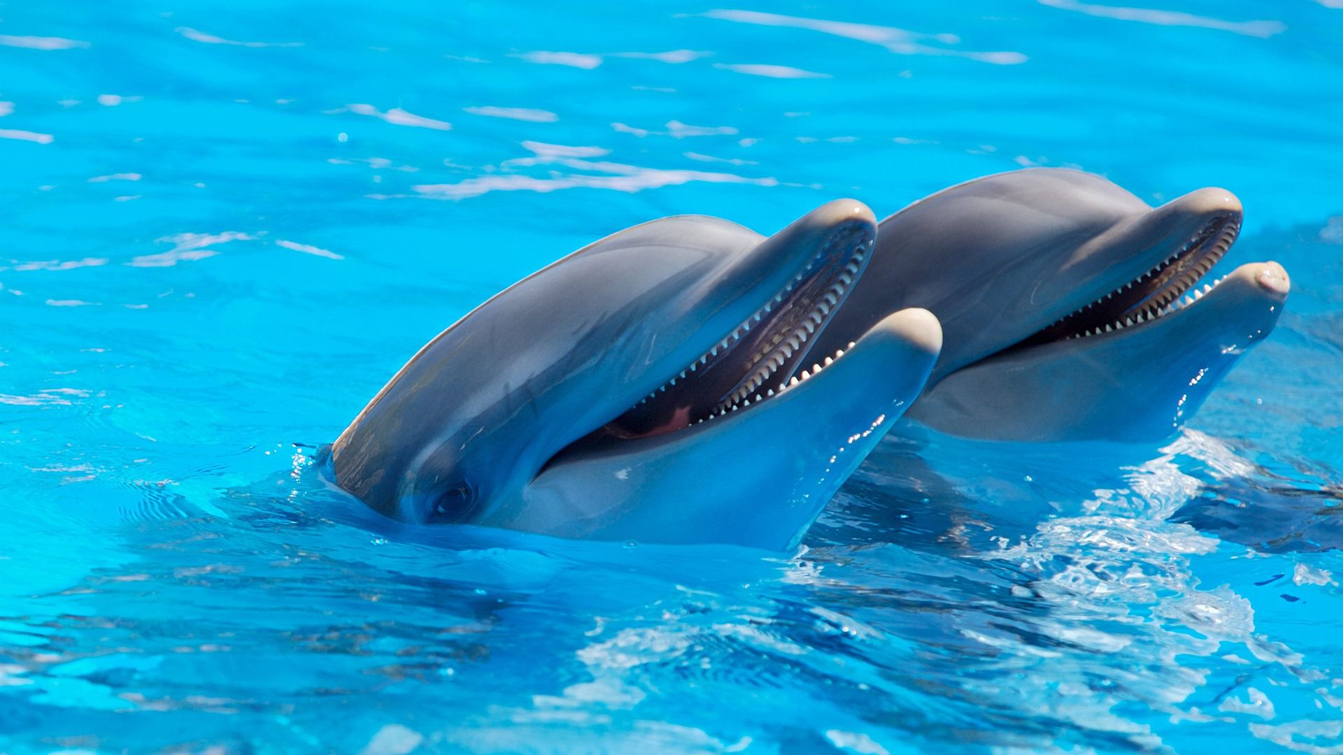Dolphin ninu ala