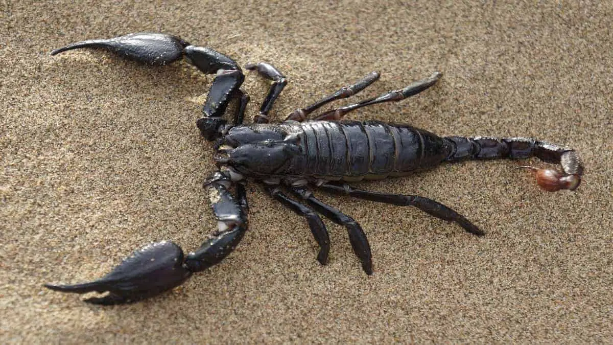 ʻO Scorpions i ka moeʻuhane