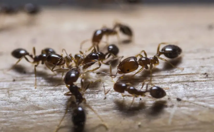Tolkning av myror i en dröm