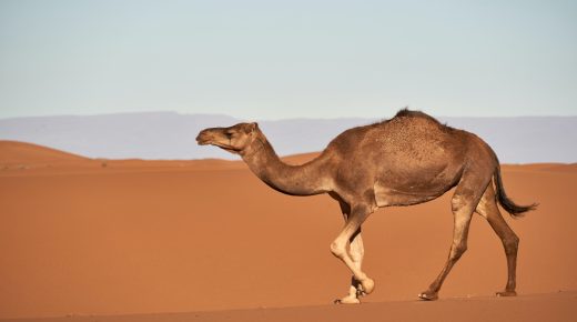 Léiriú ar aisling camel