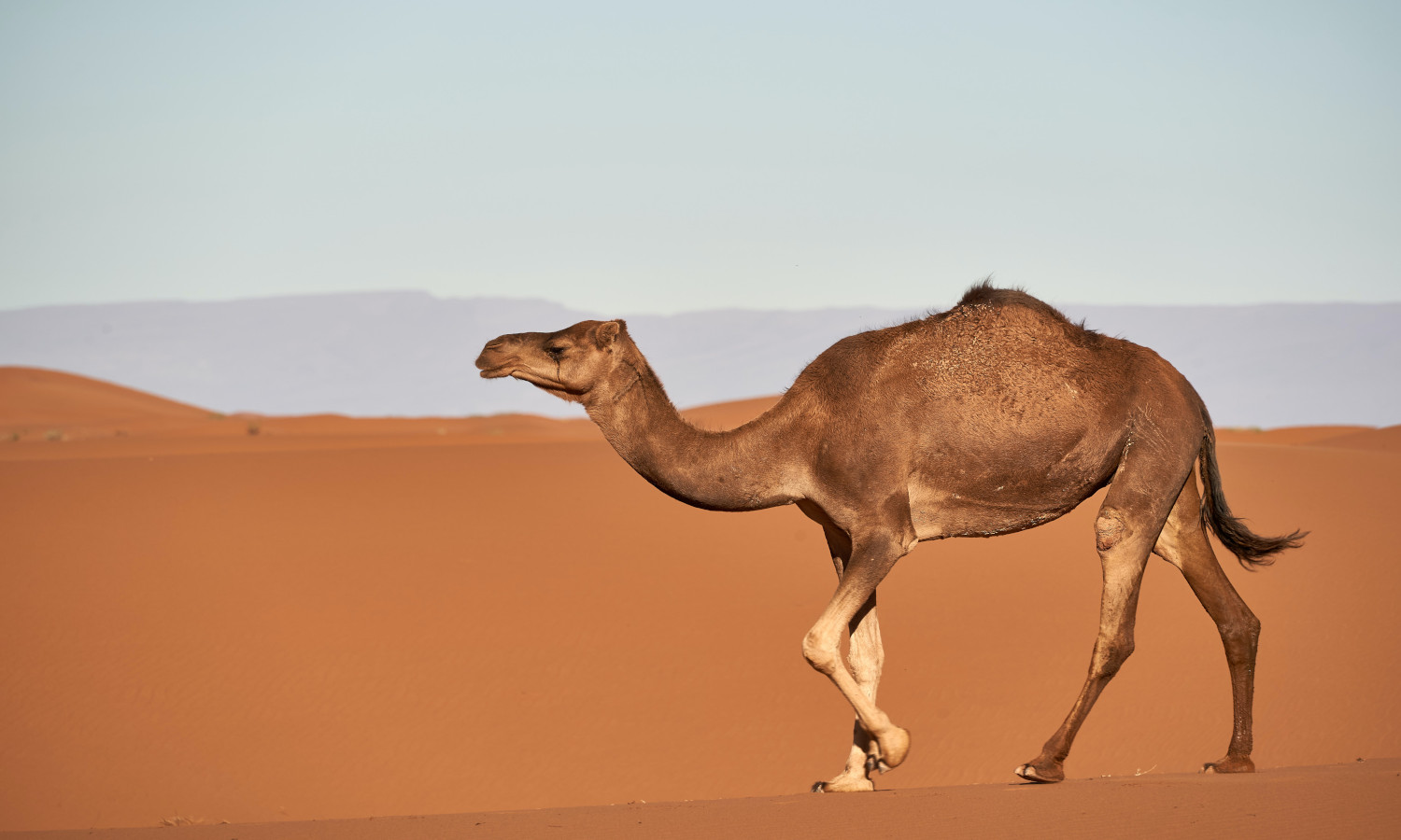 Interpretasie van 'n kameeldroom