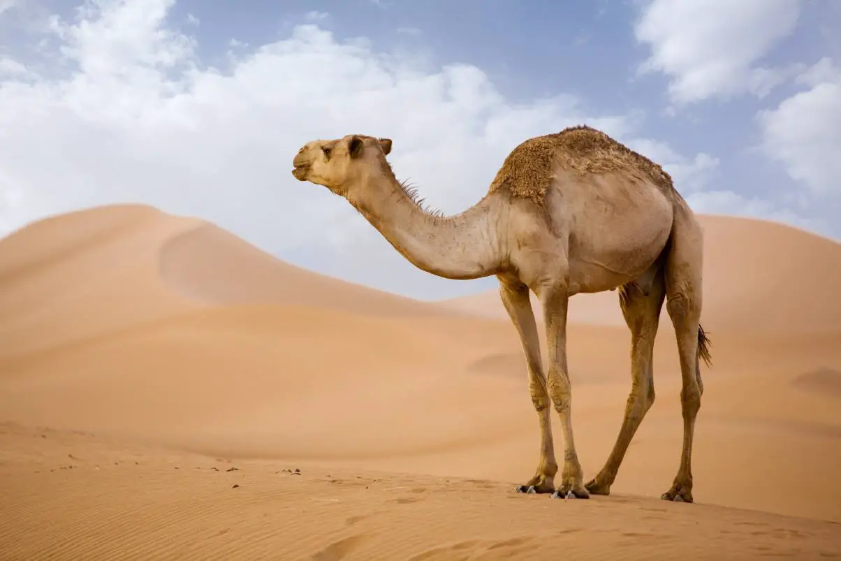 Interpretasie om 'n kameel in 'n droom te sien