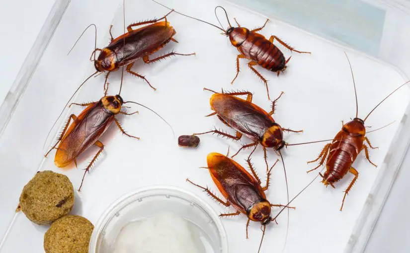Interpretasie om kakkerlakke in 'n droom te sien
