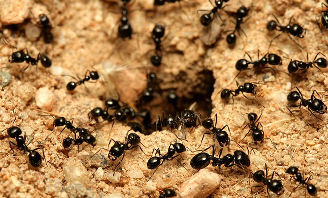 Interpretación de ver hormigas en un sueño.