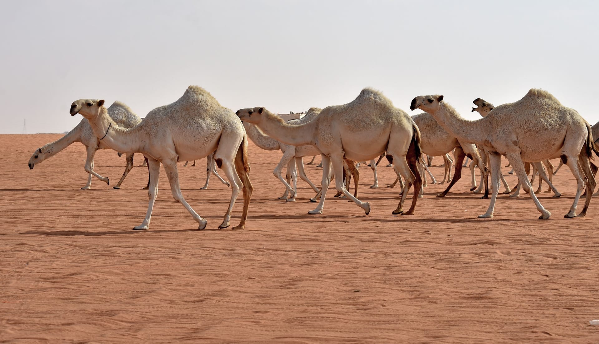 Mikä on Ibn Sirinin tulkinta monien kamelien unesta? Unien tulkinta verkossa