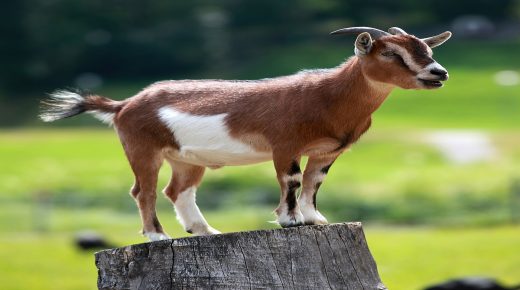 Dreaming of slaughtering a goat - interpretation of dreams online