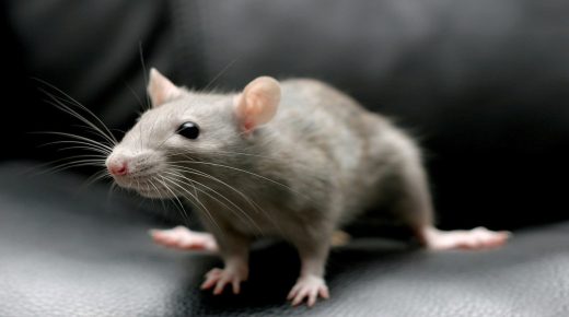  رؤية الفأر الرمادي في المنام  - تفسير الاحلام اون لاين