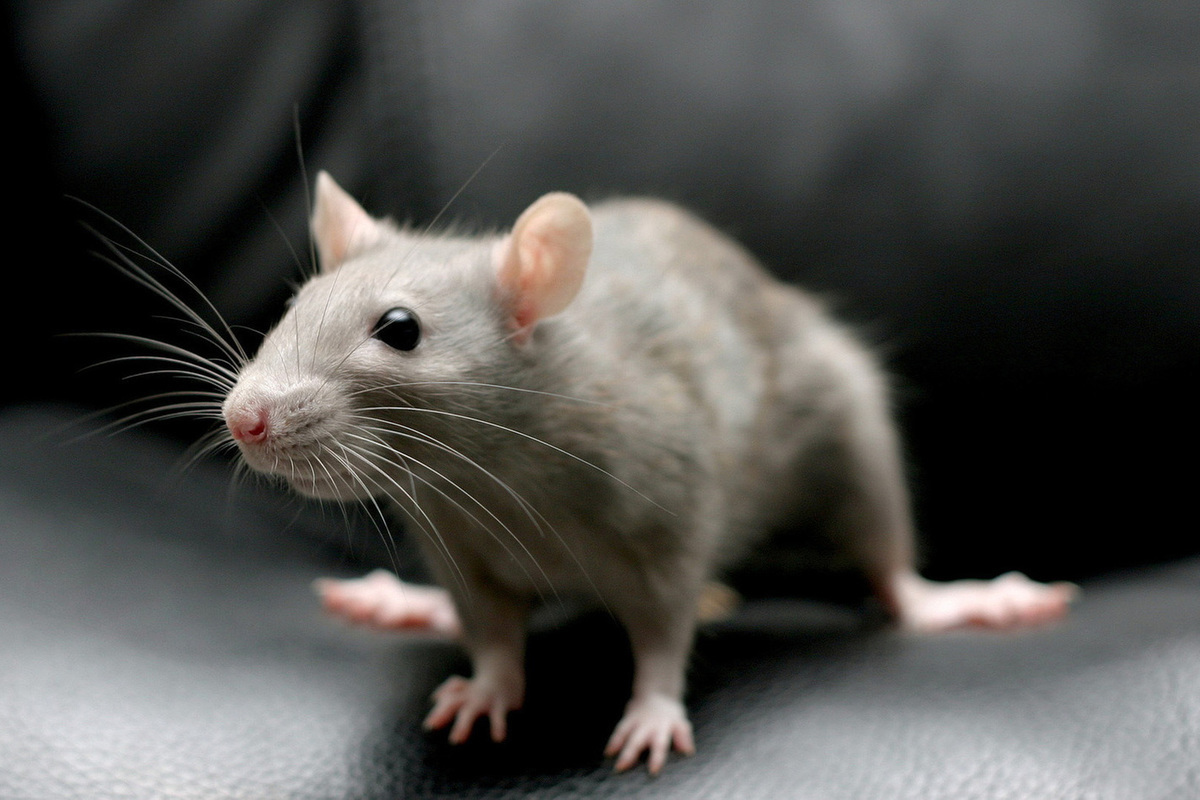  رؤية الفأر الرمادي في المنام - تفسير الاحلام اون لاين