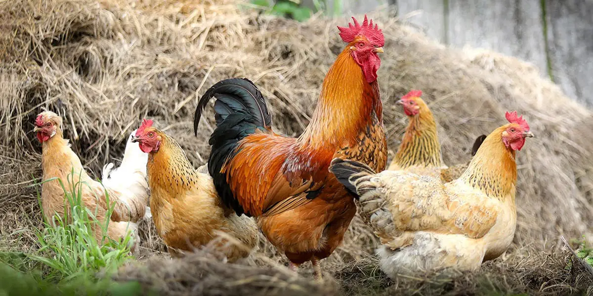 इब्न सिरिन द्वारा सपने में मुर्गियाँ देखना - सपनों की ऑनलाइन व्याख्या