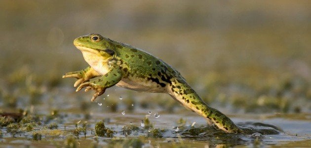 Aisling frog a fheiceáil i mbrionglóid - léirmhíniú aisling ar líne