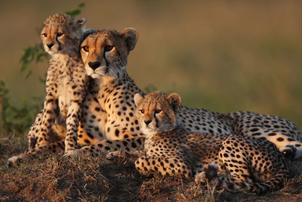 Drøm om å se en gepard 1024x683 1 - Tolkning av drømmer på nettet