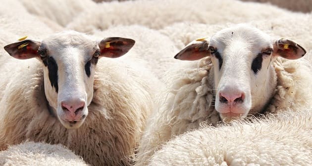 Ver ovejas dando a luz en un sueño - interpretación de los sueños en línea