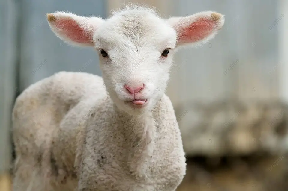 pngtree cute lamb tongue out young livestock animal photo image 581520 - تفسير الاحلام اون لاين