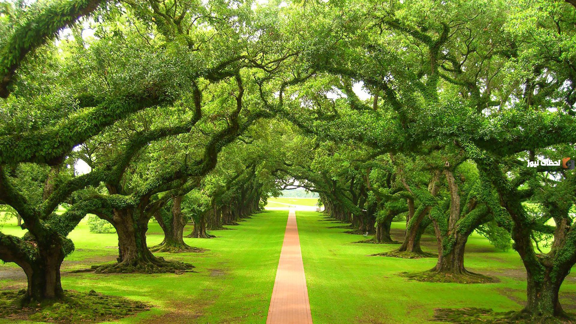 De mooiste visioenen: interpretatie van groene bomen in een droom: wat geven ze aan? - Interpretatie van dromen online
