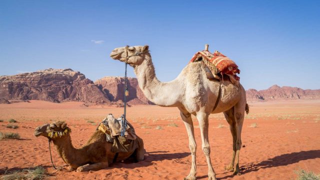 Kamele in 'n droom Fahd Al-Osaimi 640x360 1 - Interpretasie van drome aanlyn