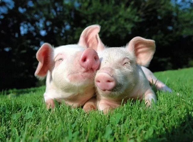 Drømmer om å spise svinekjøtt i en drøm 640x470 1 - Tolkning av drømmer på nettet