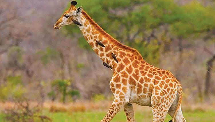 Ибни Сирин ва Ан-Набулси дар хоб дидани жираф - таъбири хобҳо онлайн
