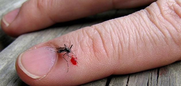 Избавиться от укусов комаров – толкование снов онлайн
