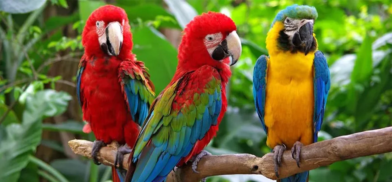 Macaw parrots88888888888812 - Fassarar mafarki akan layi