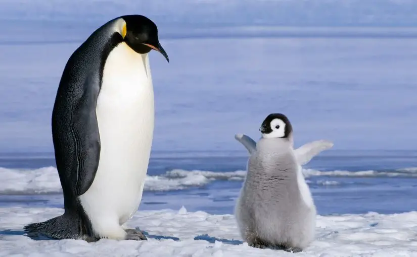 Ngimpi ndeleng penguin ing ngimpi - interpretasi impen online