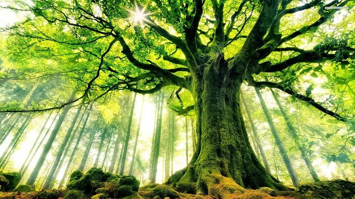 رؤية الاشجار في الحلم ومعناه - تفسير الاحلام اون لاين