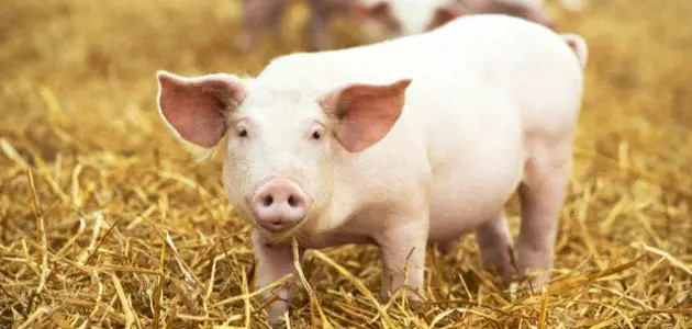 Есть свинью – толкование снов онлайн