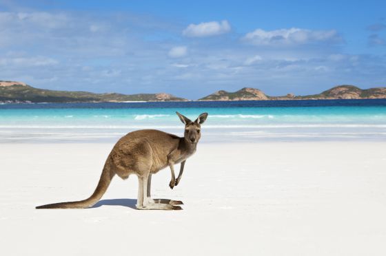 Ëndrra e një kanguri - interpretimi i ëndrrave në internet