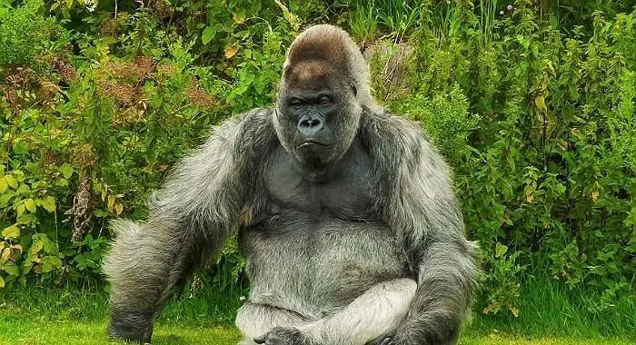 Soñar con ver un gorila en un sueño - interpretación de los sueños online