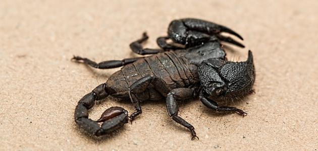 Scorpion katika ndoto - Tafsiri ya ndoto mtandaoni