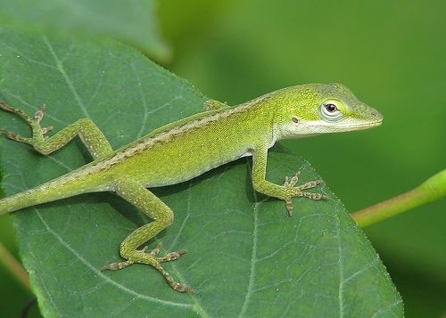 interpretation green lizard dream - تفسير الاحلام اون لاين