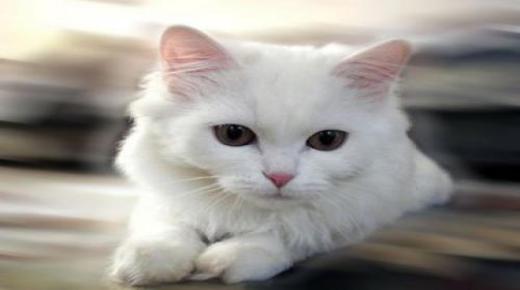 ابن سیرین کی سفید بلی کے خواب کی 20 اہم ترین تعبیر