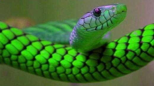 Lär dig om tolkningen av en dröm om en orm i dess färger av Ibn Sirin