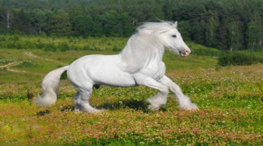 Obteniu informació sobre la interpretació de veure un cavall blanc en un somni d'Ibn Sirin