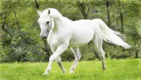 De viktigaste tolkningarna av Ibn Sirin för att se en vit häst i en dröm