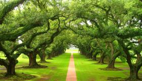 Ibn Sirins fortolkninger af at se grønne træer i en drøm
