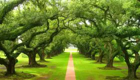 Wat is de interpretatie van het zien van een groene boom in een droom volgens Ibn Sirin?
