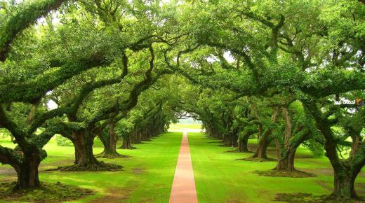 Kāda ir zaļa koka redzēšanas sapnī interpretācija saskaņā ar Ibn Sirin?