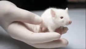 सपने में सफेद चूहे को देखने के लिए इब्न सिरिन की व्याख्या