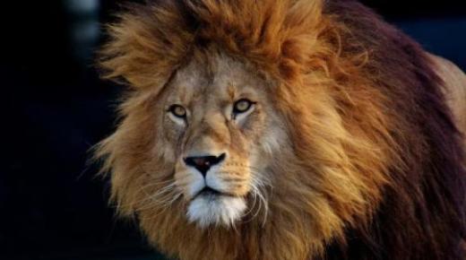 इब्न सिरिन और प्रमुख विद्वानों द्वारा सपने में शेर के सपने की व्याख्या के बारे में जानें