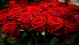 خواب میں سرخ گلاب دیکھنے کی ابن سیرین کی تعبیر