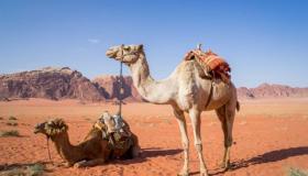 Wat is de interpretatie van kamelen in een droom door Fahd Al-Osaimi?