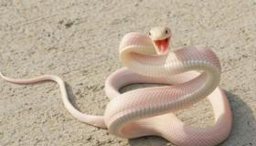 Apreneu sobre la interpretació d'una serp blanca en un somni per Ibn Sirin