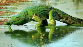 Fortolkning af at se en grøn krokodille i en drøm af Ibn Sirin