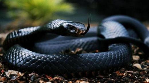 Aprende sobre la interpretación de la serpiente negra en un sueño por Ibn Sirin