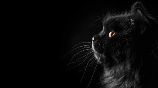 Apreneu sobre la interpretació d'un gat negre en un somni per part d'estudiosos sèniors