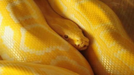 ¿Cuál es la interpretación de la serpiente amarilla en un sueño de Ibn Sirin?