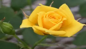ابن سیرین کے مطابق خواب میں زرد گلاب دیکھنے کی تعبیر کیا ہے؟