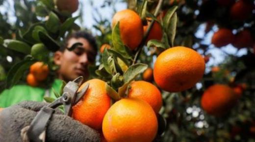 De viktigste indikasjonene til Ibn Sirin om å plukke appelsiner i en drøm