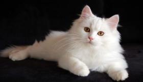 Interpretasi ndeleng kucing putih ing ngimpi dening Ibnu Sirin lan Al-Usaimi